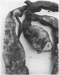 Image result for Sphenostylis briartii