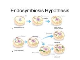 Endosymbiosis Hypothesis