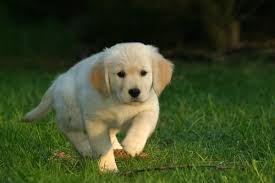 Watching them come together on how to convince your parents to get a dog was adorable. How To Convince Your Parents To Let You Get A Dog Pethelpful