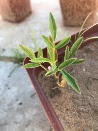 Image result for Cyamopsis serrata