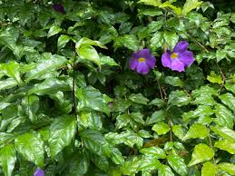 Image result for Thunbergia erecta