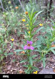 Image result for Dyschoriste trichocalyx