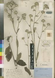 Image result for Senecio strictifolius
