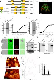 Supression Of Perforin Like Protein Pores Inhibit Plasmodium