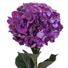 Image result for Hydrangea