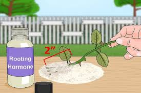 Placing them in water, or embedding them in potting soil or another growing medium. How To Use Rooting Powder In Water