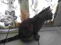 How to take care of a pregnant cat. I Don T Know How To Take Care Of My Pregnant Cat Can You Please Give Me Some Tips Thanks Petcoach Petcoach