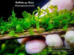 Image result for Didymoglossum erosum