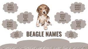 The name of kathryn heigl's characteron grey's anatomy who likes to bake in times tinkerbell origin: Beagle Names 170 Cute And Unique Names For Your Beagle Puppy Petmoo