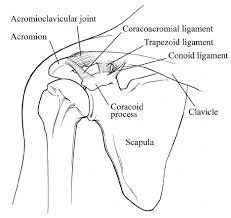 Each time the arm is raised, not only does the ball of the humerus move in the socket of the. Line Drawing Of Native Shoulder Joints With Intact Acromioclavicular Download Scientific Diagram