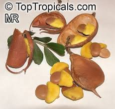 Image result for Acacia afra