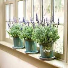 17 Awesome Indoor Windowsill Flower Garden Ideas In 2021 Lavender Plant Indoor Lavender Plant Growing Lavender