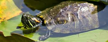 With proper research, however, i would say that a box turtle is probably the easiest turtle pet to care for. How To Care For Aquatic Turtles Hartz