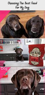 Choosing The Best Raw Blend Food For Your Chocolate Labs Stella Chewy S Raw Blend Kibble Ad Animalsandpetsup In 2020 Pet Supplies Pet Supplies Plus Grain Free Dog