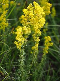 Image result for Galium bussei