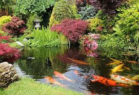Japanese Garden With Koi Fish Japanese Garden Pond Landscaping Japanese Garden Design