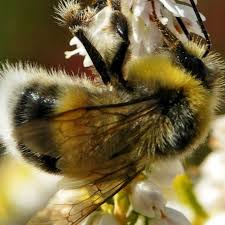 However, if they are a nuisance, you may have to get rid of them. The Most Common Types Of Bees In The Uk