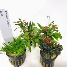 Image result for Cyperus rigidifolius