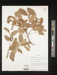 Image result for Pericopsis