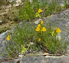 Image result for Utricularia  cornuta