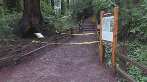 Hiker Killed By Toppled Giant Redwood Tree Video Abc News