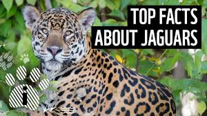 Even caimans have fallen prey to hunting jaguars. Top Facts About Jaguars Wwf Youtube