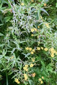 Image result for Aspilia ciliata