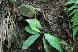 Image result for Tectaria fernandensis