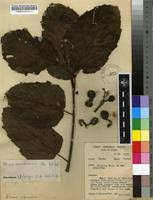 Image result for Ficus amadiensis