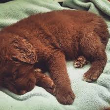 We did not find results for: 8 Weeks Old Golden Retriever Labrador Mix Dream Dog Chocolate Labrador
