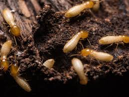 Rid all termite & pest. Allied Pest Control Memphis
