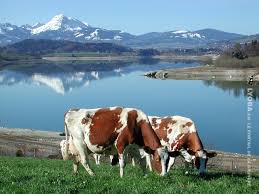 images?q=tbn:ANd9GcTlB2hOXgbisuYy5JK4ShGA4drvoMym1YDPBHxrJHi90XShkPZw9Q