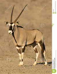 This category contains all animals native to the continent of africa. Gemsbok Antelope Africa Animals African Animals Endangered Animals List