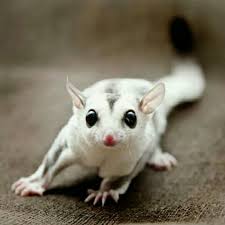 6 Jenis Sugar Glider Di Indonesia Dan Harganya Terbaru 2020 Hobinatang