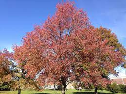Its shape is pyramidal, becoming more rounded with age. Liquidambar Styraciflua Wikipedia