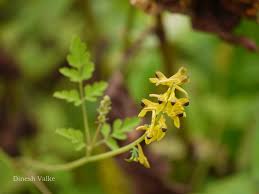 Image result for Corydalis mildbraedii
