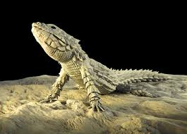 However, the constant capturing of these creatures has made them a vulnerable species. Misato Segawa Armadillo Girdled Lizard