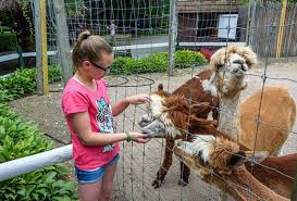 Green meadows petting farm is a top merchant due to its average rating of 4.5 stars or higher based on a minimum of 400 ratings. Petting Zoos Near Nyc Where Kids Can See Farm Animals Mommypoppins Things To Do In New York City With Kids