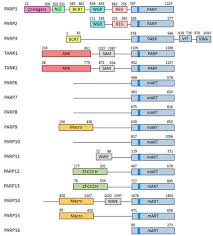 Cowboy 62, is a country singer from western samoa. Cancers Free Full Text The Multifactorial Role Of Parp 1 In Tumor Microenvironment Html