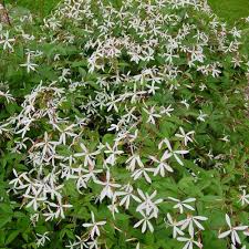 Image result for Oxyanthus goetzei