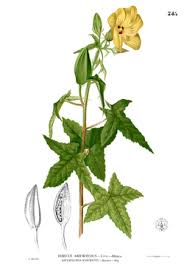 Image result for Hibiscus rhabdotospermus