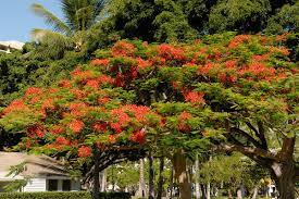 Many find that royal poinciana is best for larger landscapes. File Royal Poinciana Tree 9180164777 Jpg Wikimedia Commons