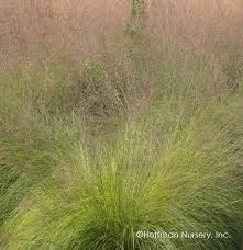 Image result for Sporobolus stapfianus