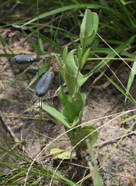 Image result for Stipularia