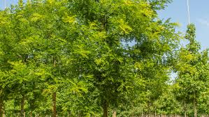 Image result for Styphnolobium