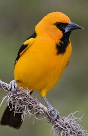 Epingle Par Ginette Lebrasseur Sur Oiseaux Oiseaux Exotiques Oiseaux Royaume Des Animaux