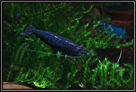 We did not find results for: Blue Diamond Neocaridina Heteropoda Blue Diamond Blue Diamond