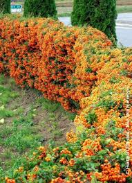 Image result for Pyracantha