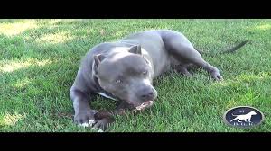 Besides their eye catching size and muscles, the xl american bullies' temperaments are what. Xl Bully Blue Pitbull 6 Months Old 100 Lbs Bgk S Magnum Video Dailymotion