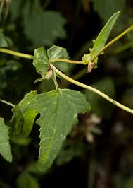 Image result for Cineraria deltoidea